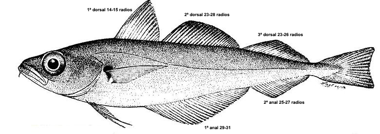 Trisopteros esmarkii_01.jpg